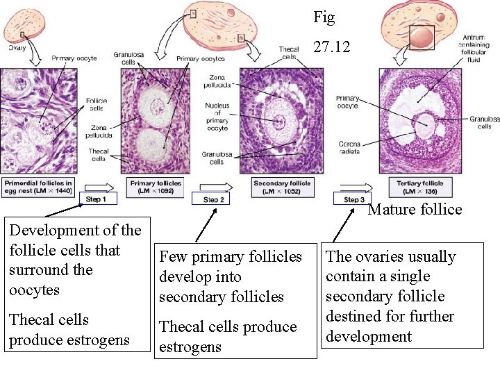 Fig 27. 12 Mature follice Development of the follicle cells that surround the oocytes