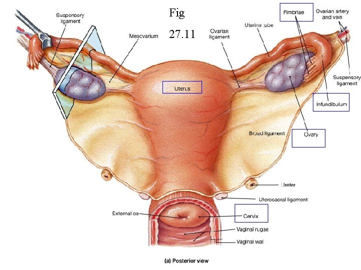 Fig 27. 11 