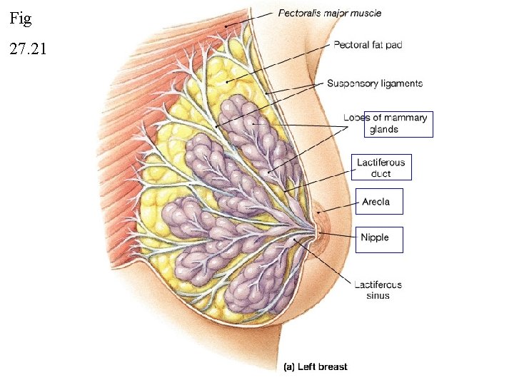 Fig 27. 21 