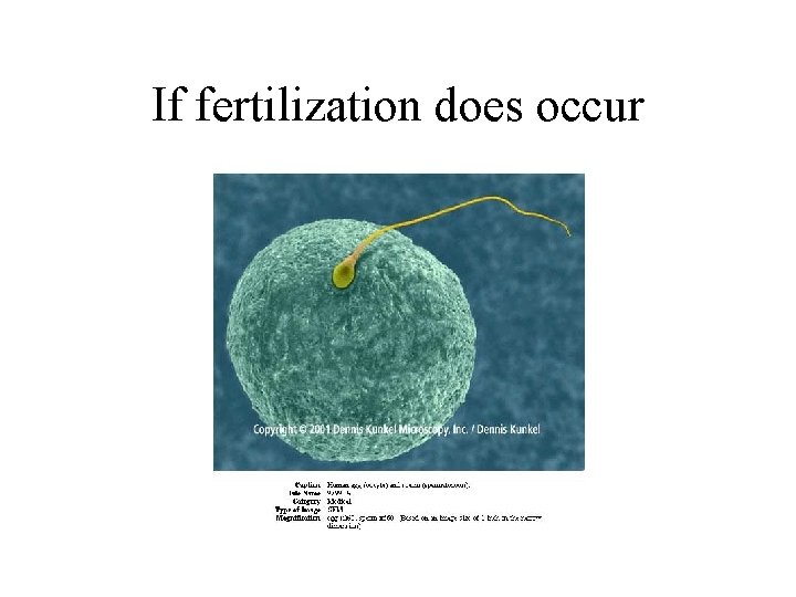 If fertilization does occur 