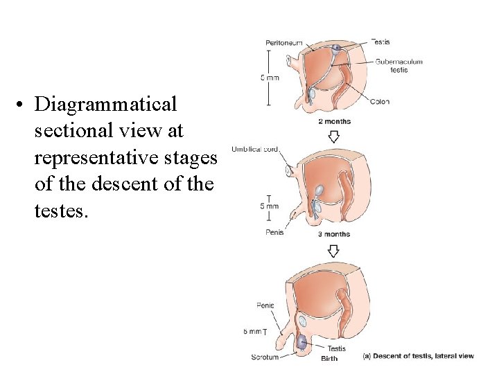  • Diagrammatical sectional view at representative stages of the descent of the testes.