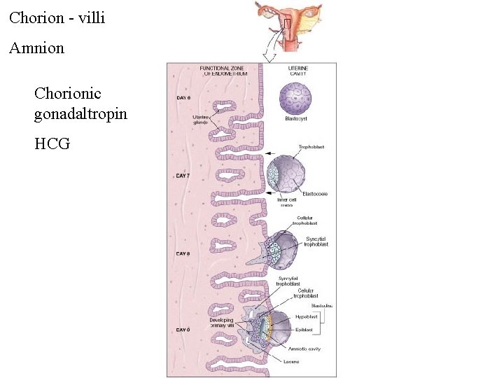 Chorion - villi Amnion Chorionic gonadaltropin HCG 