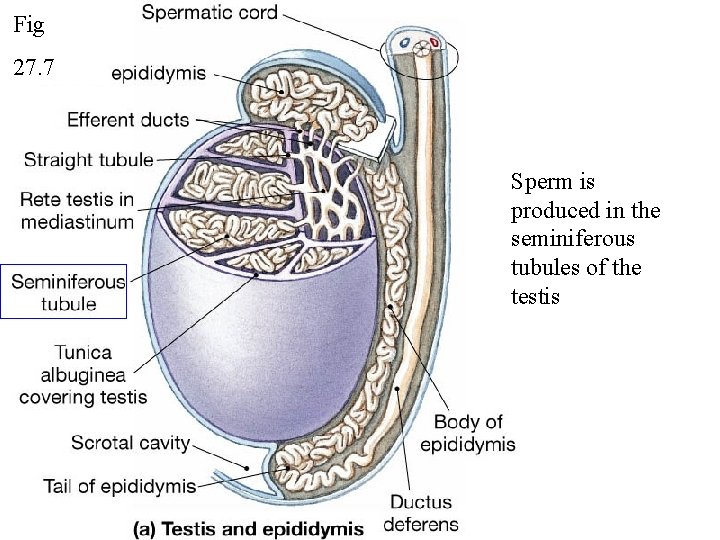 Fig 27. 7 Sperm is produced in the seminiferous tubules of the testis 