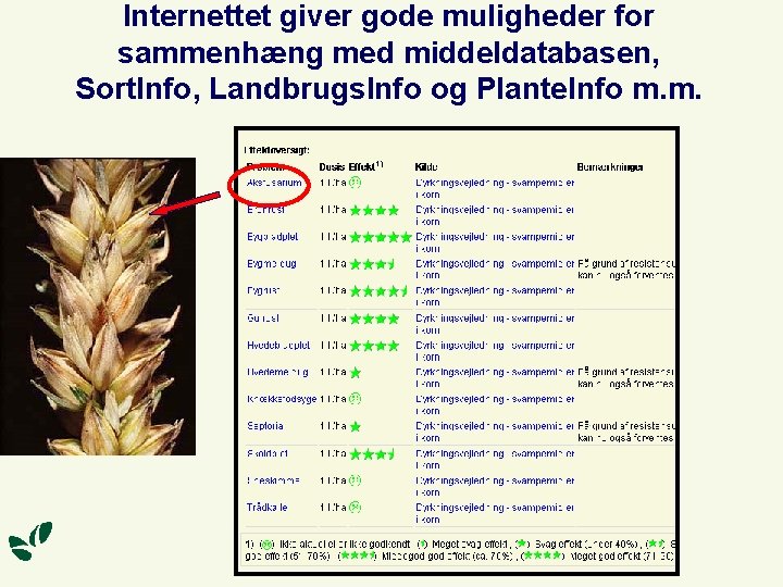 Internettet giver gode muligheder for sammenhæng med middeldatabasen, Sort. Info, Landbrugs. Info og Plante.