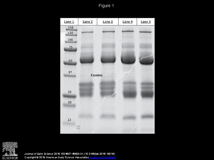 Figure 1 Journal of Dairy Science 2019 1024857 -4869 DOI: (10. 3168/jds. 2018 -16016)