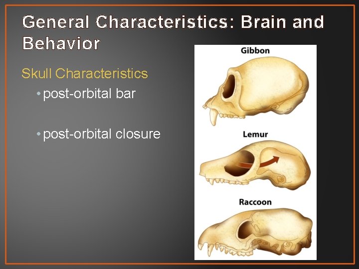 General Characteristics: Brain and Behavior Skull Characteristics • post-orbital bar • post-orbital closure 