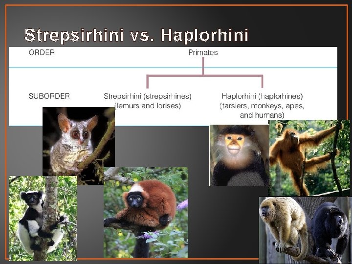 Strepsirhini vs. Haplorhini 