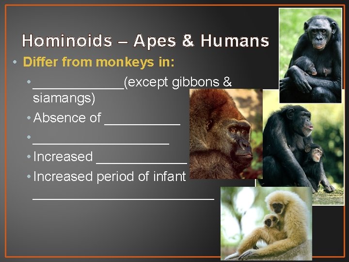 Hominoids – Apes & Humans • Differ from monkeys in: • ______(except gibbons &