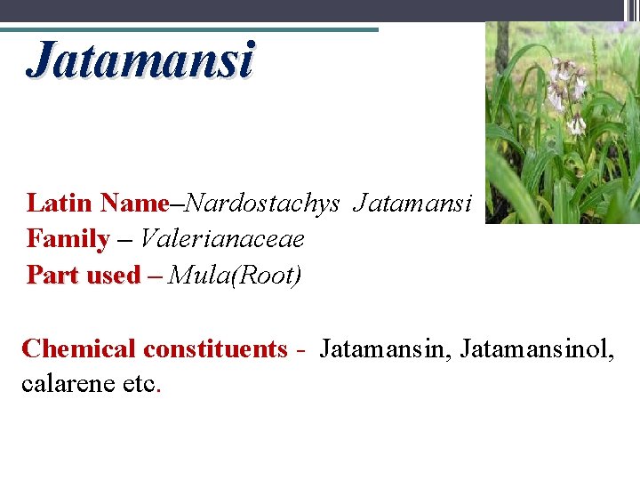 Jatamansi Latin Name–Nardostachys Jatamansi Family – Valerianaceae Part used – Mula(Root) Chemical constituents -