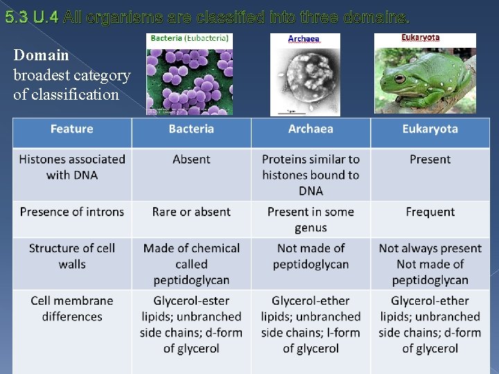 5. 3 U. 4 All organisms are classified into three domains. Domain broadest category