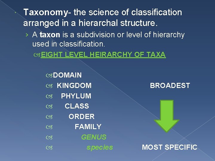  Taxonomy- the science of classification arranged in a hierarchal structure. › A taxon