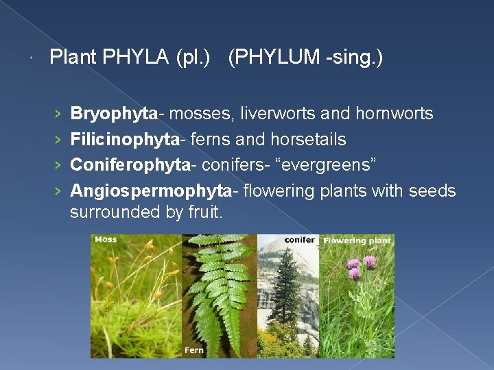  Plant PHYLA (pl. ) (PHYLUM -sing. ) › › Bryophyta- mosses, liverworts and