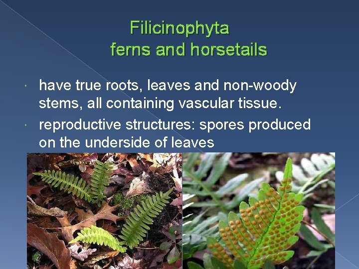 Filicinophyta ferns and horsetails have true roots, leaves and non-woody stems, all containing vascular