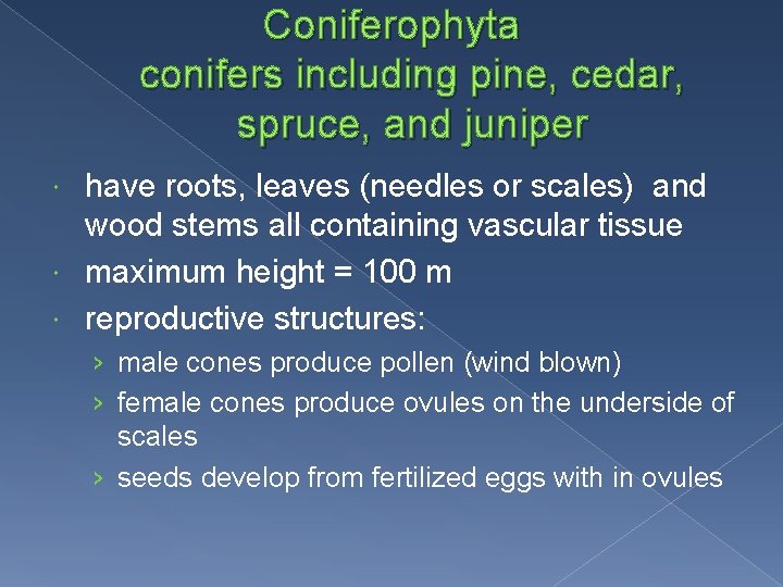 Coniferophyta conifers including pine, cedar, spruce, and juniper have roots, leaves (needles or scales)