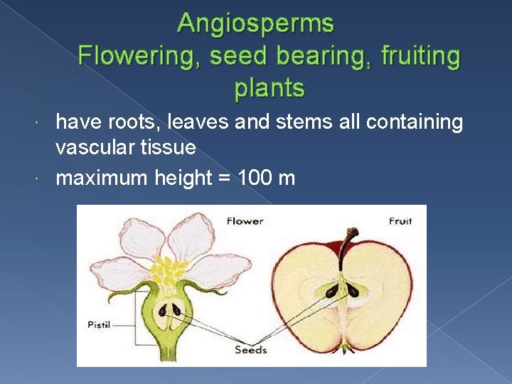 Angiosperms Flowering, seed bearing, fruiting plants have roots, leaves and stems all containing vascular