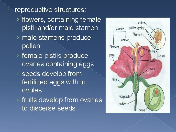  reproductive structures: › flowers, containing female pistil and/or male stamen › male stamens