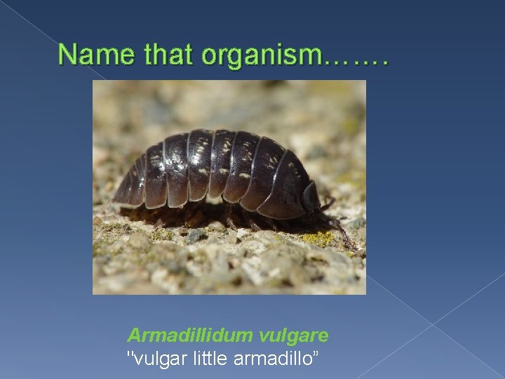 Name that organism……. Armadillidum vulgare "vulgar little armadillo” 