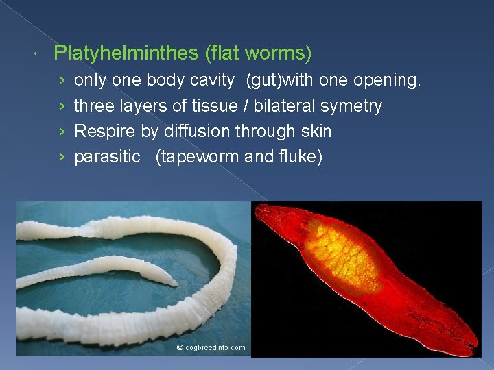  Platyhelminthes (flat worms) › › only one body cavity (gut)with one opening. three
