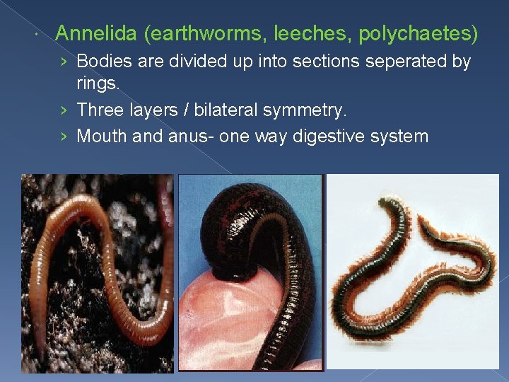  Annelida (earthworms, leeches, polychaetes) › Bodies are divided up into sections seperated by