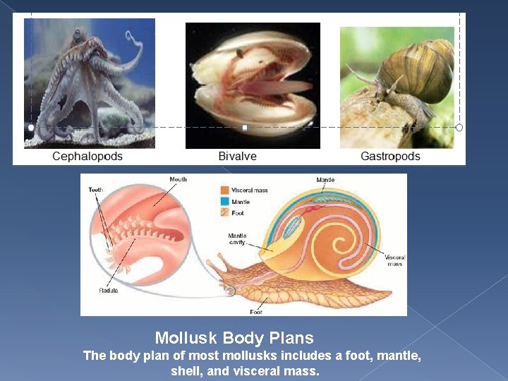 Mollusk Body Plans The body plan of most mollusks includes a foot, mantle, shell,