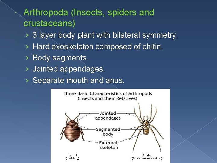  Arthropoda (Insects, spiders and crustaceans) › › › 3 layer body plant with