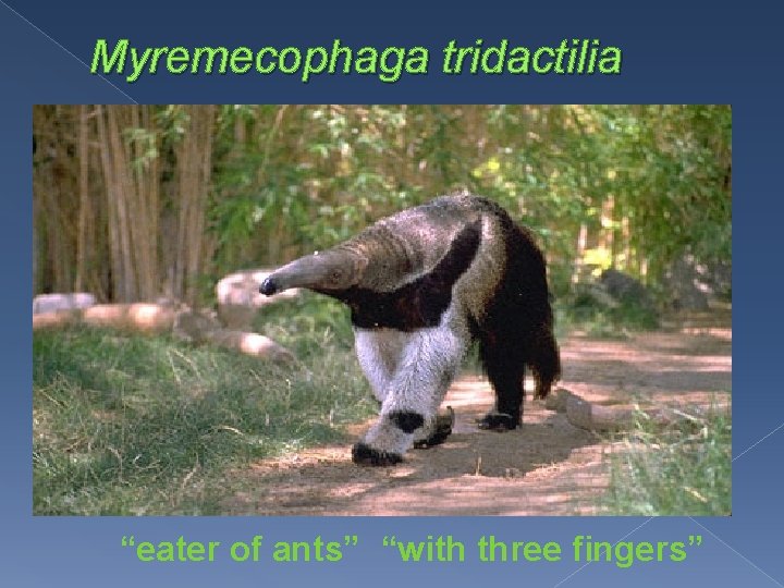 Myremecophaga tridactilia “eater of ants” “with three fingers” 