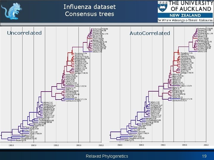 Influenza dataset Consensus trees Uncorrelated Auto. Correlated Relaxed Phylogenetics 19 