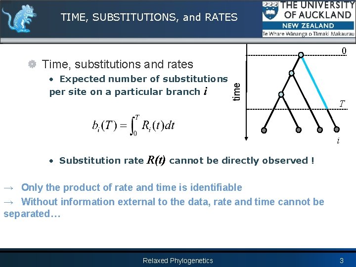 TIME, SUBSTITUTIONS, and RATES 0 • Expected number of substitutions per site on a