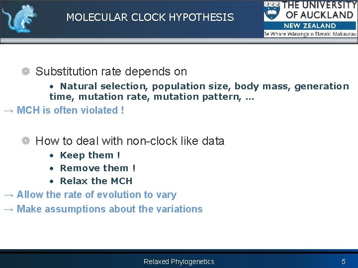 MOLECULAR CLOCK HYPOTHESIS Substitution rate depends on • Natural selection, population size, body mass,