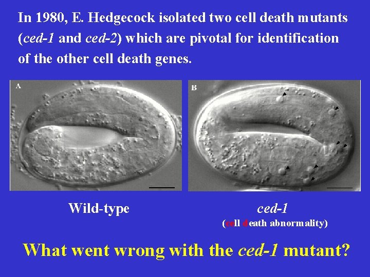 In 1980, E. Hedgecock isolated two cell death mutants (ced-1 and ced-2) which are