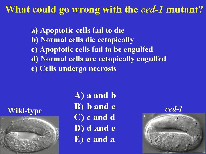 What could go wrong with the ced-1 mutant? a) Apoptotic cells fail to die