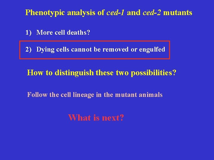Phenotypic analysis of ced-1 and ced-2 mutants 1) More cell deaths? 2) Dying cells