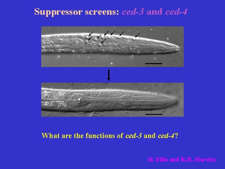 Suppressor screens: ced-3 and ced-4 What are the functions of ced-3 and ced-4? H.