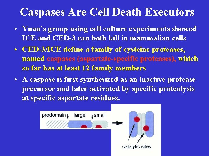 Caspases Are Cell Death Executors • Yuan’s group using cell culture experiments showed ICE