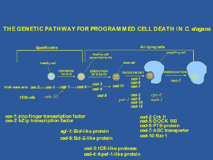 CEM cells ceh-30 psr-1 cps-6 wah-1 