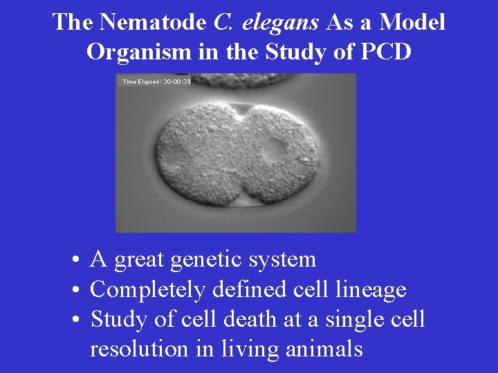 The Nematode C. elegans As a Model Organism in the Study of PCD •
