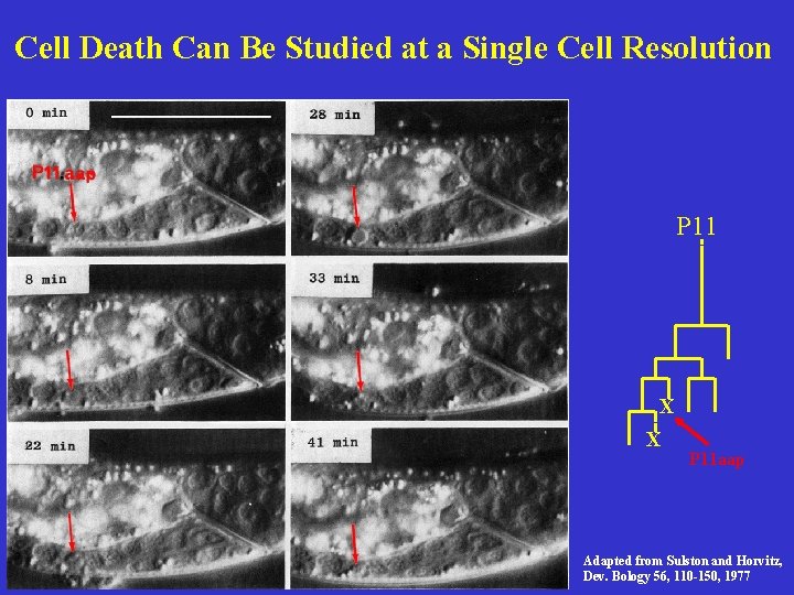 Cell Death Can Be Studied at a Single Cell Resolution P 11 aap X