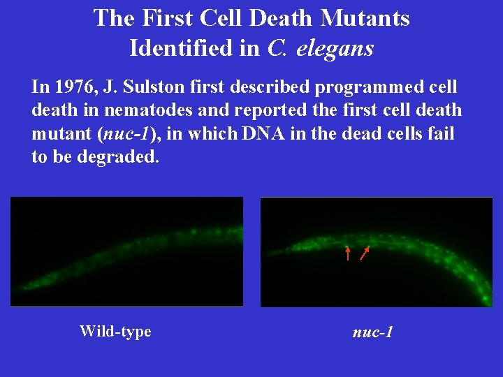 The First Cell Death Mutants Identified in C. elegans In 1976, J. Sulston first