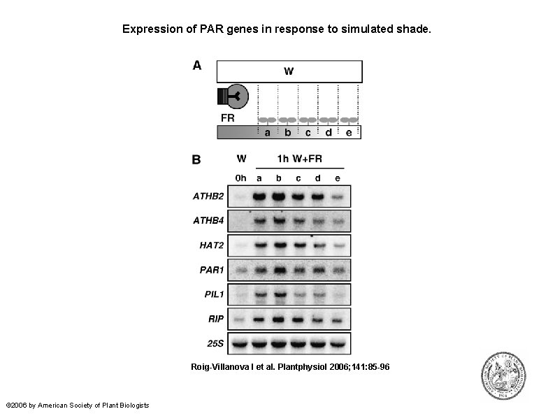 Expression of PAR genes in response to simulated shade. Roig-Villanova I et al. Plantphysiol