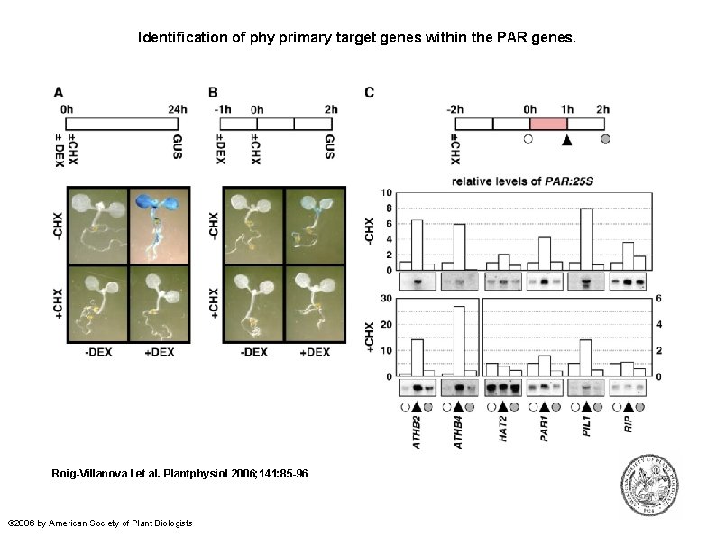 Identification of phy primary target genes within the PAR genes. Roig-Villanova I et al.