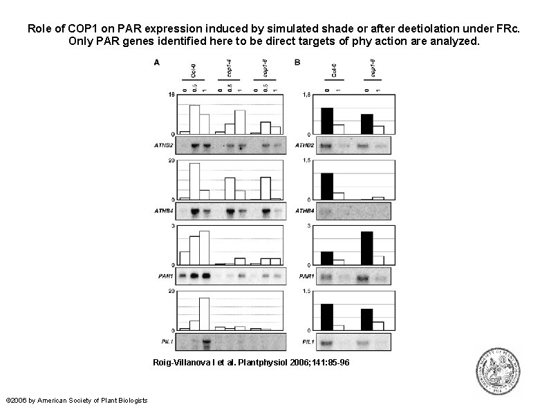 Role of COP 1 on PAR expression induced by simulated shade or after deetiolation