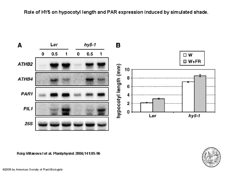 Role of HY 5 on hypocotyl length and PAR expression induced by simulated shade.