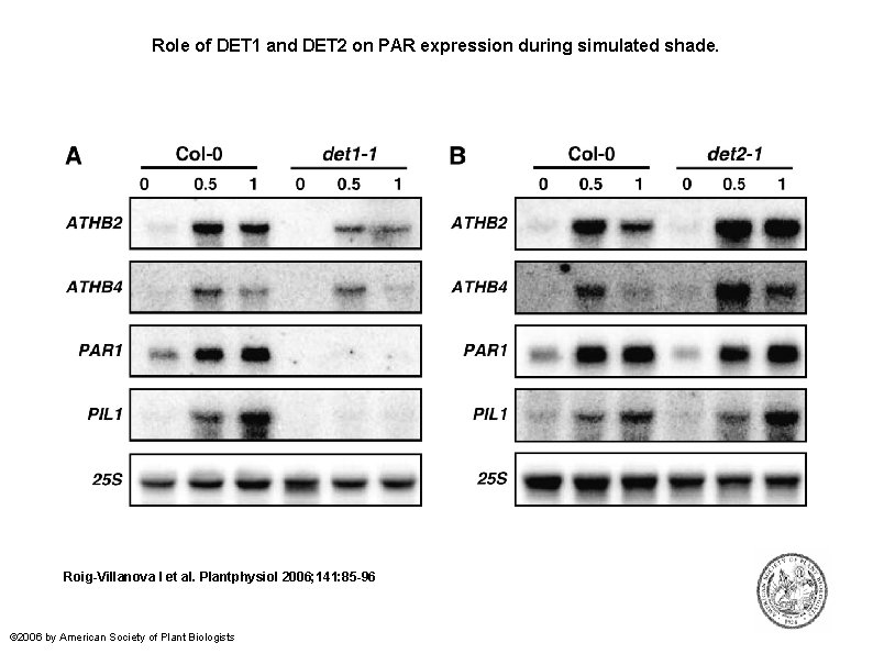 Role of DET 1 and DET 2 on PAR expression during simulated shade. Roig-Villanova