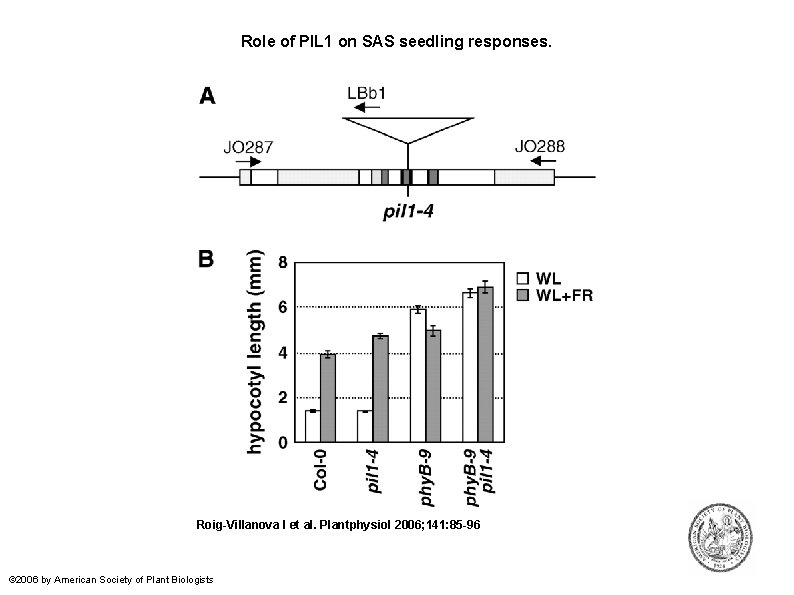 Role of PIL 1 on SAS seedling responses. Roig-Villanova I et al. Plantphysiol 2006;