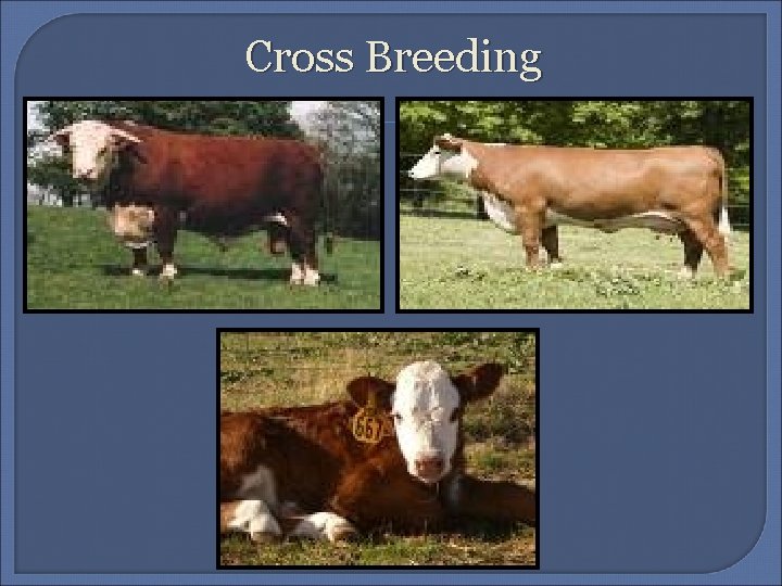 Cross Breeding 