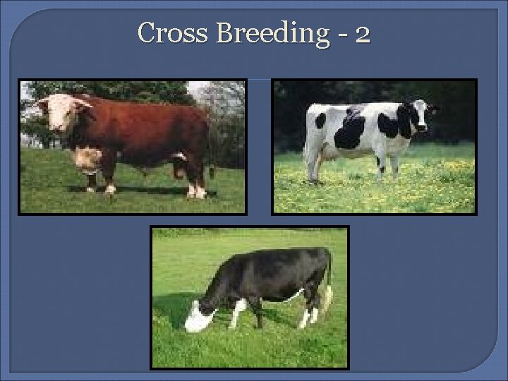 Cross Breeding - 2 