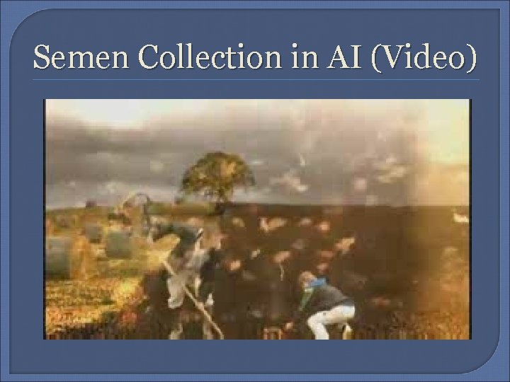 Semen Collection in AI (Video) 