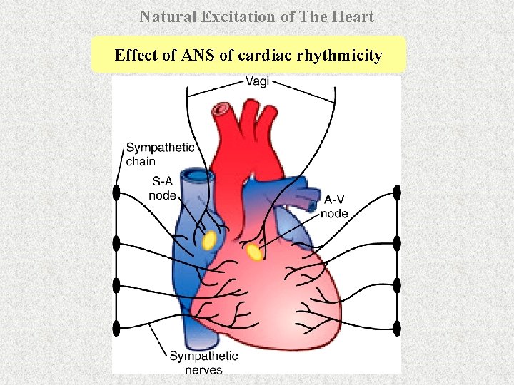 Natural Excitation of The Heart Effect of ANS of cardiac rhythmicity 