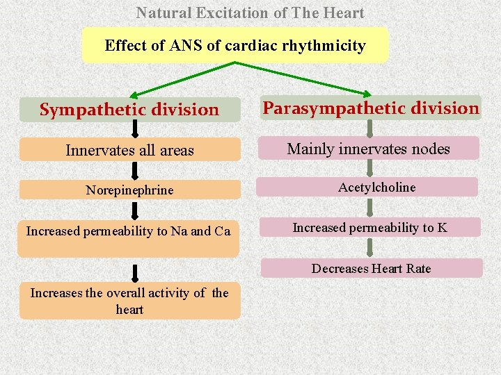 Natural Excitation of The Heart Effect of ANS of cardiac rhythmicity Sympathetic division Parasympathetic