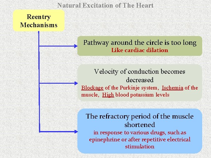 Natural Excitation of The Heart Reentry Mechanisms Pathway around the circle is too long